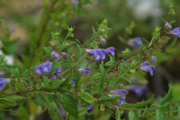 Scutellaria galericulataBlauw glidkruid bestellen